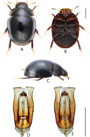 Image result for Platostoma coeruleum