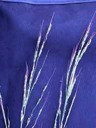 Image result for Oryza longistaminata