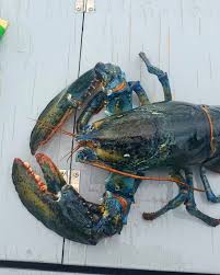 Strange and colourful lobsters caught during P.E.I.'s 2021 season