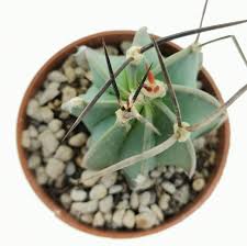 Image result for Biophytum crassipes