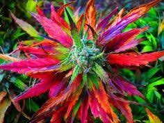 I want to breed for a cold hardy perennial plant. Growin