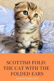Scottish Fold The Cat With The Folded Ears Scottish Fold Scottish Fold Kittens Cats