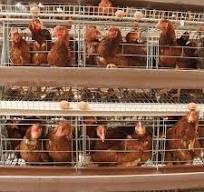 Usine vente entière cage à volailles pour 1000 oiseaux pondeuse poule  batterie couche cage pour ferme avicole cage à volailles pour 1000 oiseaux