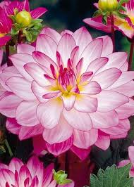 Pin On Dahlias