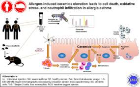 We also serve madison and st. Ceramide In Apoptosis And Oxidative Stress In Allergic Inflammation And Asthma Journal Of Allergy And Clinical Immunology