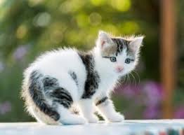 The more photos you add, the better! Cat Breeds Long Beach Vet Ambassador Long Beach Veterinary Hospital