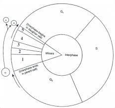 Cell Cycle Diagram Worksheet Cell Cycle Biology Classroom