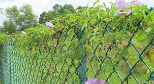Image result for Ipomoea cairica