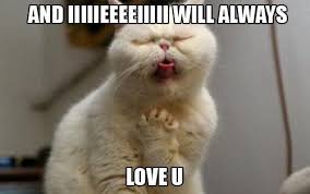 I Will Always Love You Cats Songs Funny Funny Cats Laugh