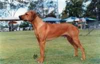 We stand behind our dogs. Rhodesian Ridgeback Breeders Links And Breed Information On Pups4sale Com Au