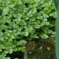 Image result for Nasturtium microphyllum