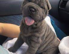 Maybe you would like to learn more about one of these? Shar Pei Info Temperament Puppies Pictures