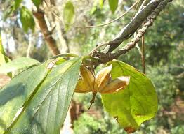 Image result for Turraea floribunda