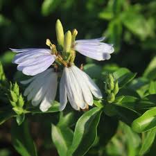 Image result for Sclerochiton harveyanus