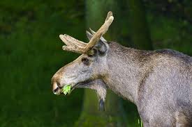 Profile Of A Moose Eating Plants Moose Eating Plant Animals