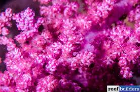 Maybe you would like to learn more about one of these? Australia Pink Nephthea Is A Soft Coral Jewel Reef Builders The Reef And Saltwater Aquarium Blog