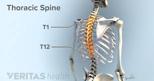 Without them the whole thing would fall apart. Thoracic Spinal Nerves
