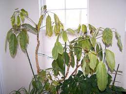 Several rare species and subspecies, too, have been recorded as causing problems. Why Is My Schefflera Dying
