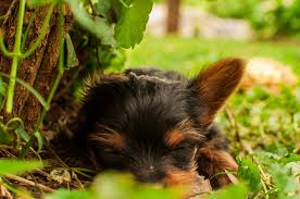 Yorkie Black And Brown Puppy Yorkshire Terrier Yorkie Dark Eyes Black And Brown Small Dog Breed Sleeping Picture Dog Breeds Yorkie Small Dog Breeds