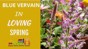 Blue Vervain Flowers Blooms At Asim Garden Sagoon Phool Verbena Ha Bloom Herbal Plants Tiny Flowers