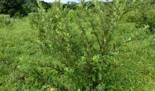 Image result for Vernonanthura polyanthes