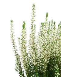 Image result for Calluna vulgaris