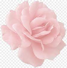 Maybe you would like to learn more about one of these? Rose Gold Tumblr Roses Png Image With Transparent Background Toppng