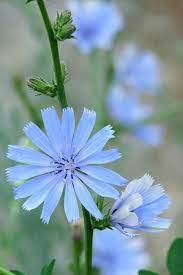 Pin On Herbs N Garden