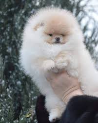 Our Breeding Boy Yudzin Pomeranian Puppy Dogs Pomeranian Dog
