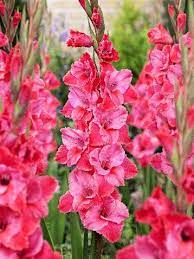 Gladiolus Titanic Gladiolus Flower Gladiolus Bulb Flowers