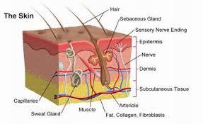 Integumentary System Transcode Solutions