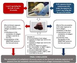 See more of cocoa collagen power plus (sy resources) on facebook. Nutrients Free Full Text The Impact Of A Polyphenol Rich Extract From The Berries Of Aronia Melanocarpa L On Collagen Metabolism In The Liver A Study In An In Vivo Model Of