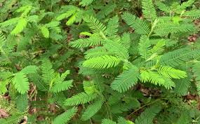 Image result for Aeschynomene mimosifolia