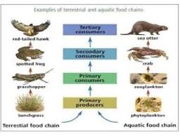 The grasshopper eats grass and acts as a primary consumer. Examples Of Food Chain In Aquatic And Terrestrial Brainly In