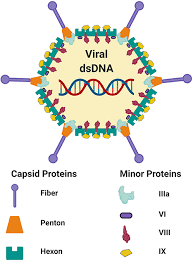 Janssen vaccines ag is a pharmaceuticals company based out of switzerland. Frontiers Factors Which Contribute To The Immunogenicity Of Non Replicating Adenoviral Vectored Vaccines Immunology