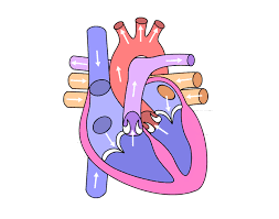 Do you know the secrets of sewing? The Heart Quiz