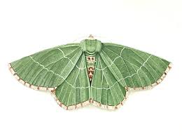 Image result for Mohria marginalis