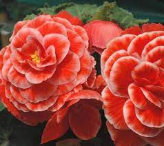 Robertas 8 Piece Jumbo Begonia Collection W Fertilizer Qvc Com Begonia Fertilizer Flowers