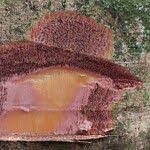 Image result for Panda oleosa