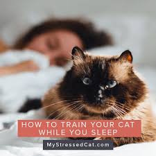 How To Train Your Cat While You Sleep Cats How To Train Your