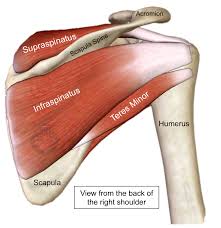 The arm is one of the body's most complex and frequently used structures. Rotator Cuff Tear