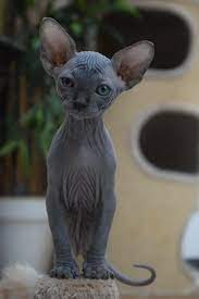 Pin By Mirella Zunino On Hairless Cat Cute Hairless Cat Cats Cute Animals