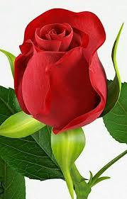 Wearing The Red Rose In 1745 Would Signify Your Allegiance To King George Ll A Rose Buds Flowers Rose Flower