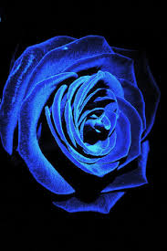 Maybe you would like to learn more about one of these? Blue Rose Iphone Live Wallpaper Download On Phoneky Ios App