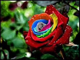 صور ورد صور جميلة صور ورود صور حلوة Youtube Rose Seeds Colorful Flower Pot Rare Flowers