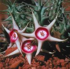 Image result for Piaranthus atrosanguineus