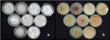 A Morphological Characters Of Fusarium Oxysporum Species B Pigment Download Scientific Diagram