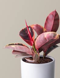 Image result for ficus elastica flower
