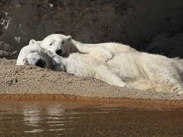 More images for how long are polar bears pregnant » Is Your Polar Bear Pregnant Ask Elvis The Dog Colorado Public Radio