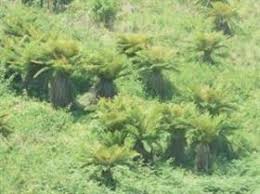 Image result for Cyathea dregei
